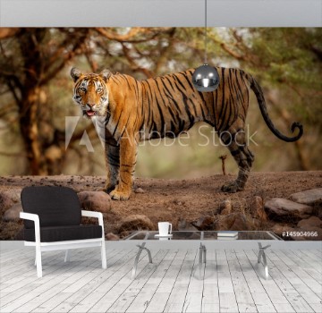 Picture of Young tiger female in a beautiful place full of colorwild animal in the nature habitatIndiabig catsendangered animalsclose up with tigress